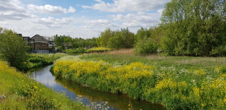 Bloemrijk grasland