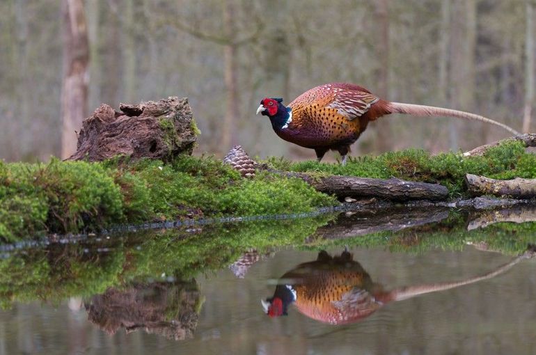  Fazanten blijven in Nederland het hele jaar in de buurt van hun broedgebied