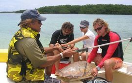 Measuring sea turtles during the Sea Turtle Monitoring Workshop on Bonaire (May 2010)