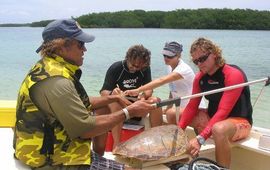 Sea Turtle Conservation Bonaire (STCB) Measuring sea turtles during the Sea Turtle Monitoring Workshop on Bonaire (May 2010)