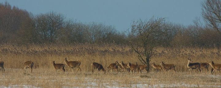 nature-today-natuurjournaal-7-november-2021