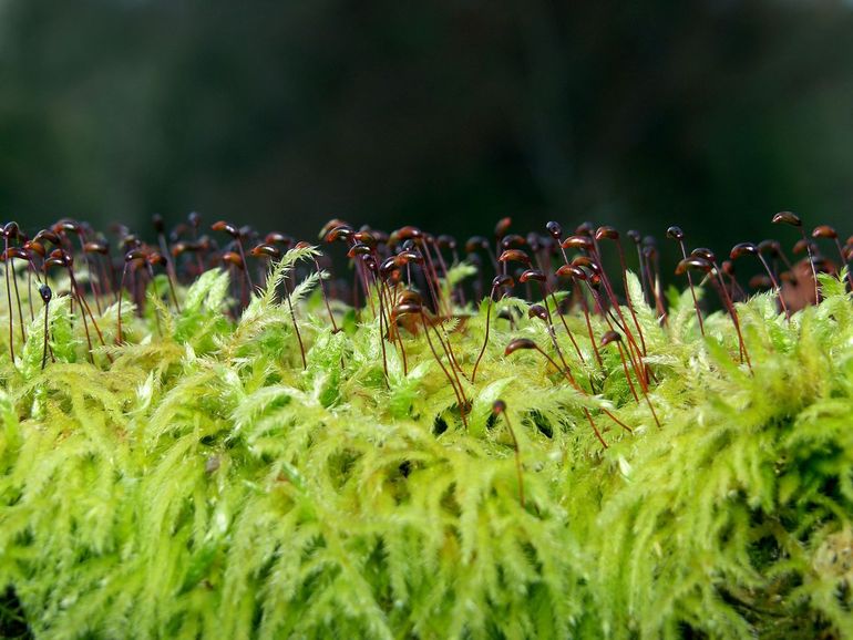 Gewoon dikkopmos met sporenkapsels op steeltjes