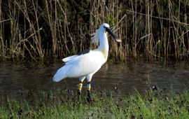 Sinagote in volle glorie in de Kroon’s Polders op Vlieland