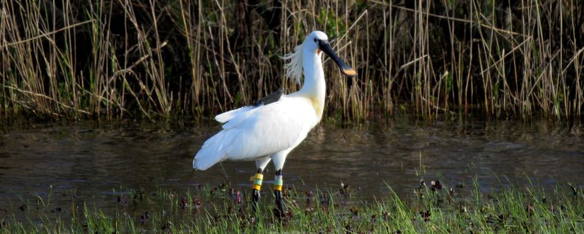 Sinagote in volle glorie in de Kroon’s Polders op Vlieland