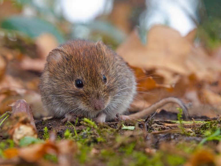 Volwassen rosse woelmuizen hebben een rossige kleur, maar de jonge dieren zijn veel grijzer