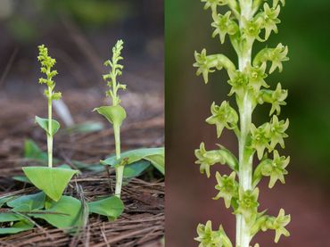 Tweehartenorchis heeft twee hartvormige, tegenoverstaande bladeren en kleine, klokvormig geopende bloemen