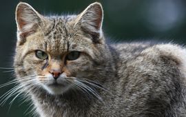 Rick Boerboom Wilde kat