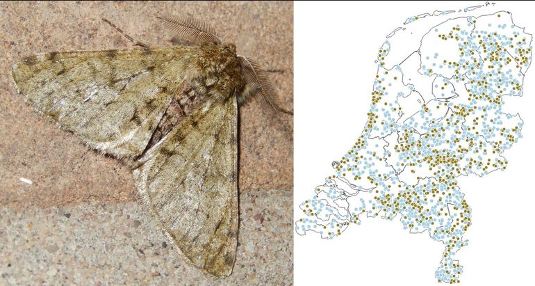 Waarnemingen van de perentak vanaf 2020. In bruin die van vorig jaar (2025)