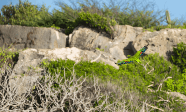 Sinds jaren vliegt er weer een Lora op Aruba