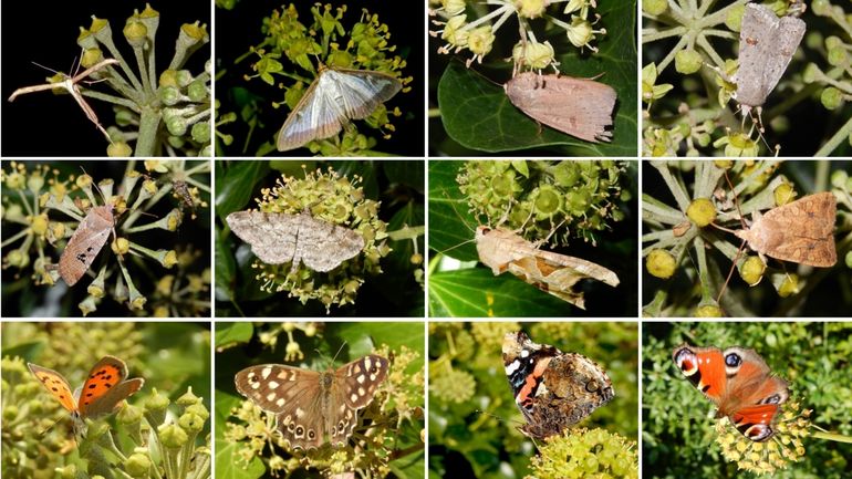 Vlinder op klimop, v.l.n.r. boven: windevedermot, buxusmot, volgeling & kadeni-stofuil; midden: zwartvlekwinteruil, taxusspikkelspanner, agaatvlinder & bruine herfstuil; onder: kleine vuurvlinder, bont zandoogje, atalanta & dagpauwoog