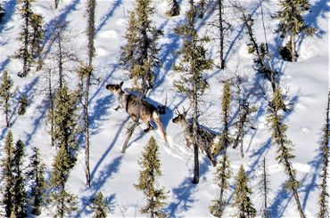 Iconic Canadian species like the boreal woodland caribou are threatened with extinction due to habitat loss, climate change and loss of connectivity through their migratory routes