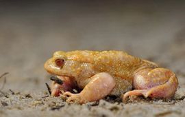 Bert Willaert albino Gewone pad