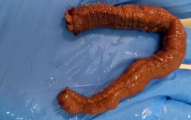 Rianne Vlierboom Lead Reuzenschelpkokerworm op hand