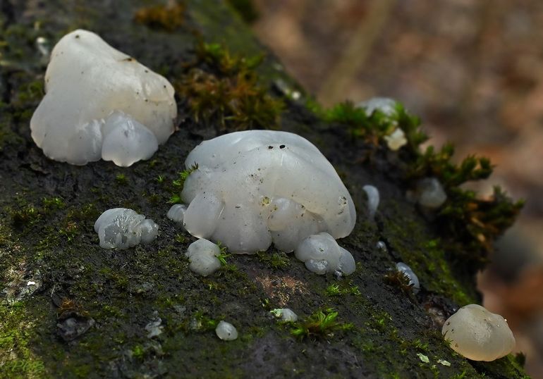 Kerntrilzwam op dennenhout