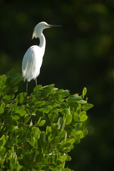 Snowy Egret