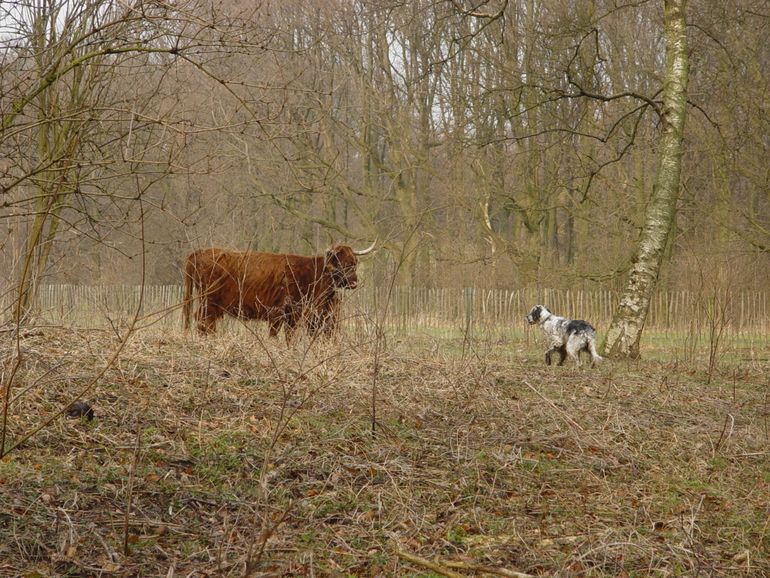 Schotse hooglanderkoe met kalf wordt geconfronteerd met een hond die wil spelen. De koe is hier echter niet van gediend en is vooral bezorgd om haar kalf