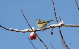 Jasper de Ruiter, Vogelbescherming Nederland Pimpelmees