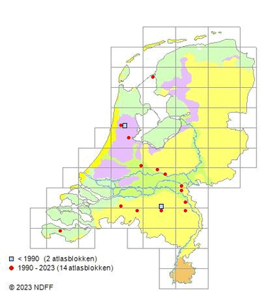 Zilverdroogbloem, verspreidingsatlas 18-10-2023