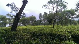 Theeplantage