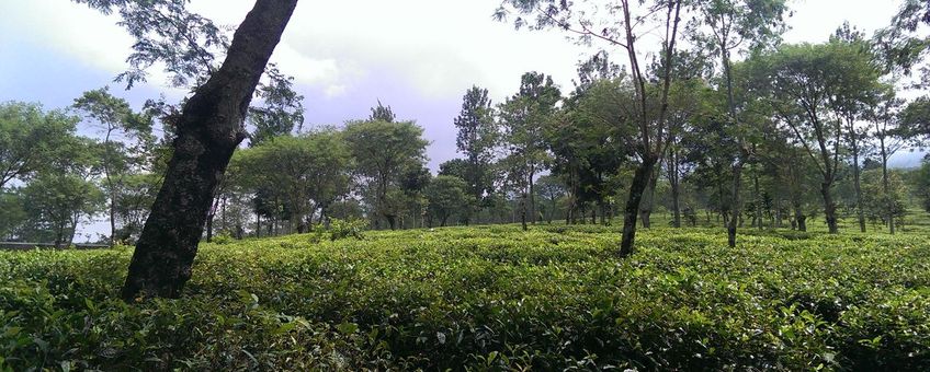 Theeplantage