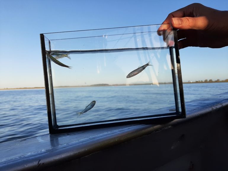 Jonge sprot en jonge haring in de Waddenzee