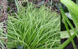 Guus de Vries Hairy Garlic