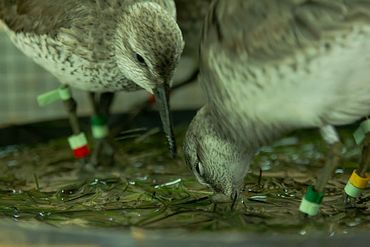 Kanoeten op zoek naar schelpdieren in de wadbodem met zeegras. In de experimentele set-up in het vogelexperimenteercentrum van het NIOZ