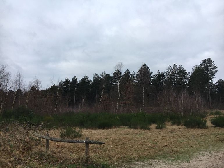 De huidige situatie op een locatie in de Horst aan de Maas. Hier is te zien dat het bos weinig diversiteit kent, wat de opstand kwetsbaar maakt. Door hier in te zetten op herstel en adaptatie, helpen we de bossen zich weer te ontwikkelen zodat ze zo veerkrachtig en vitaal mogelijk de toekomst in kunnen gaan