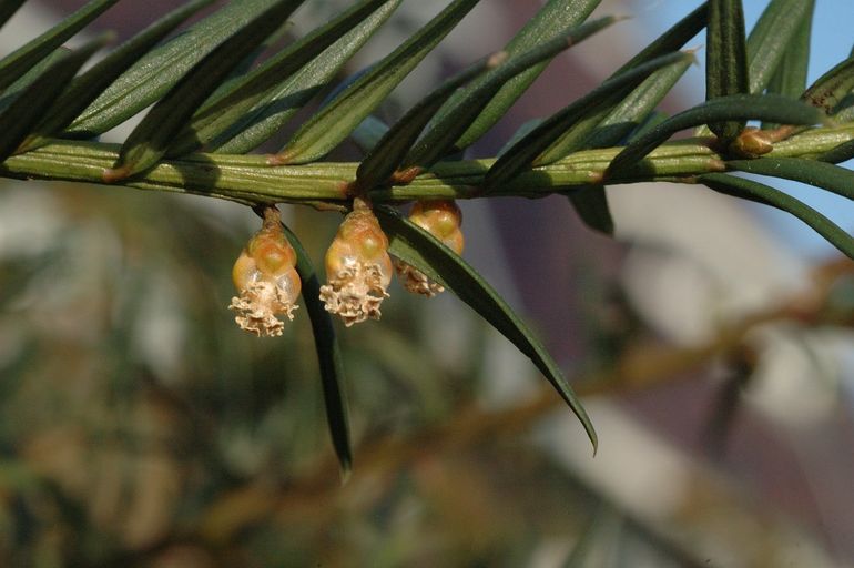 De mannelijke bloemen van de taxus groeien aan de onderkant van de twijgen