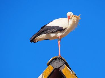 Louis in mid-March on top of an old school building in Pfohren, 30 kilometres from Lake Constance. He and the other birds equipped with transmitters were named by schoolchildren and other youngsters involved in the telemetry project, who travelled to Spain for evaluation of the data