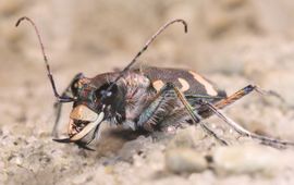 Richard Bartz, CC BY-SA 2.5 Cicindela hybrida. Basterdzandloopkever