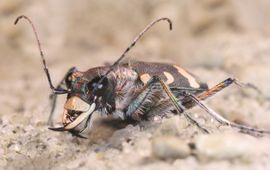 Cicindela hybrida. Basterdzandloopkever