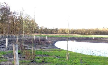 De nieuwe beplanting tussen de nieuwe poel en het natte bos vormt een geleidelijke overgang