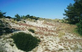 Grijze duinen