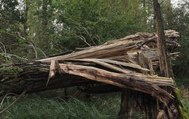 Jinze Noordijk Dood hout leeft