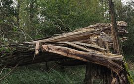 Dood hout leeft