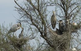 Blauwe reiger