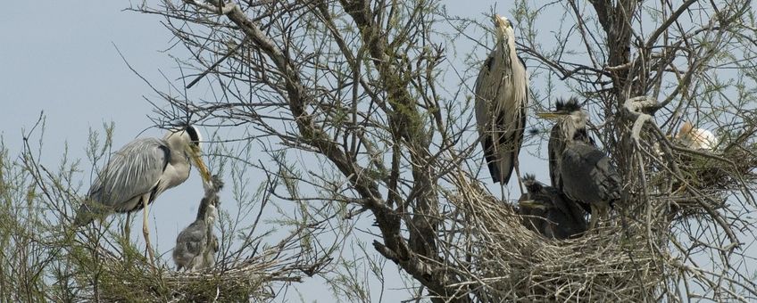 Blauwe reiger