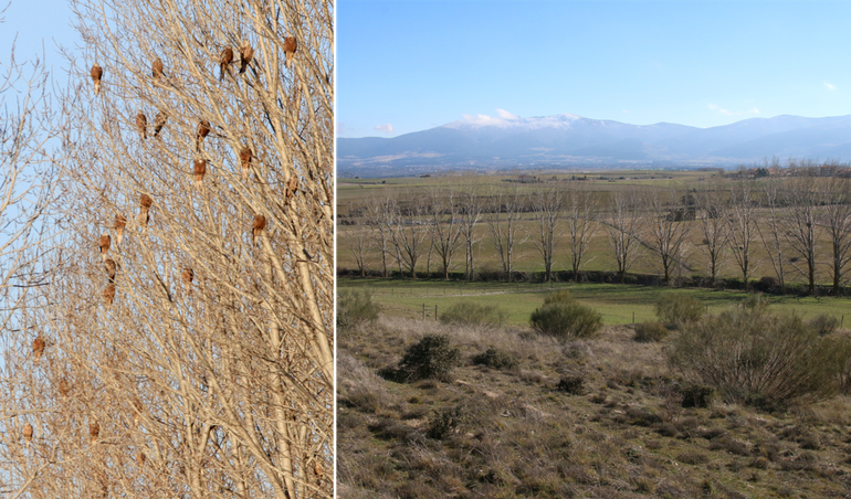 Links: slaapplaats van rode wouwen in de regio Guijuelo, Spanje, 15 januari 2019. Rechts: cultuurlandschap in Noord-Spanje, Segovia, 14 januari 2015. De bomen op de voorgrond werden door circa 150 rode wouwen gebruikt als slaapplaats