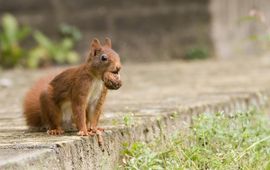 Sciurus vulgaris. Eekhoorn