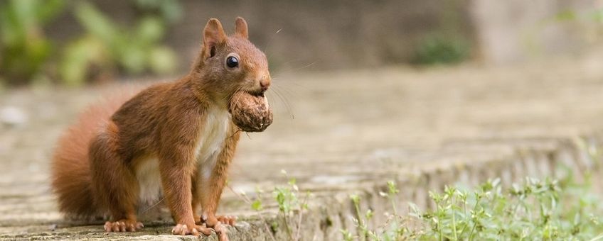 Sciurus vulgaris. Eekhoorn