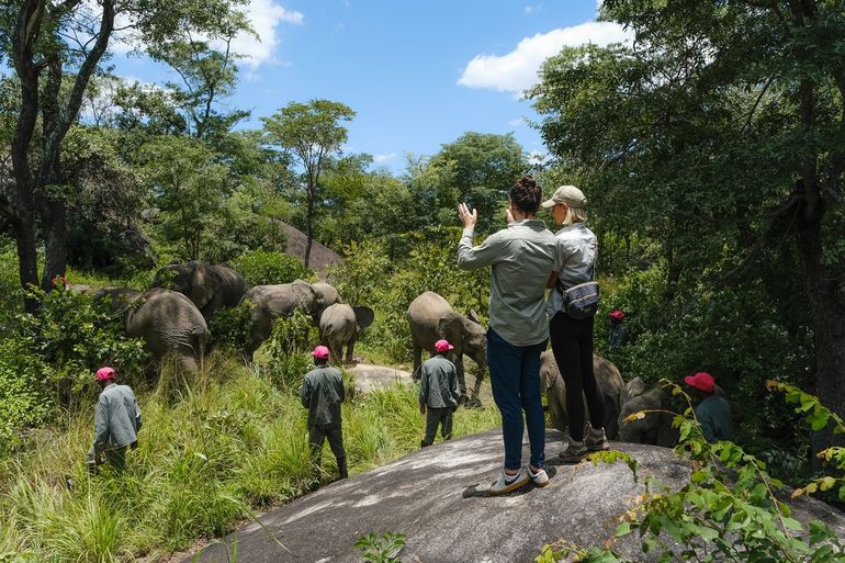 Nicolette en Rikkert Reijnen, Senior Adviseur Conservation, kijken naar een kudde weesolifanten die rehabiliteren bij Zimbabwe Elephant Orphanage