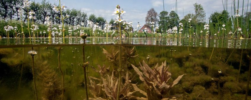 Waterviolier boven en onder water, met de bladeren van een breedbladig fonteinkruid.