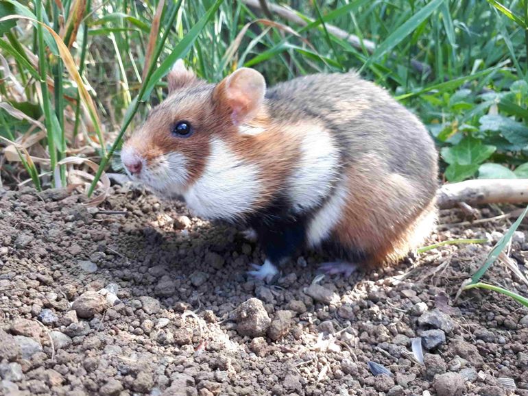 Europese hamster of korenwolf