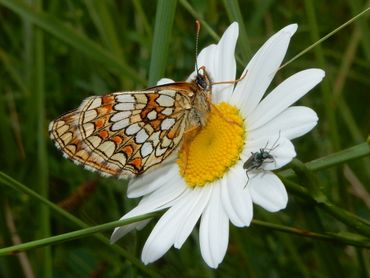 Heath fritillary (Melitaea athalia)