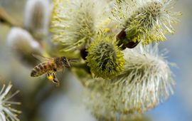Honingbij met bloeiende wilg