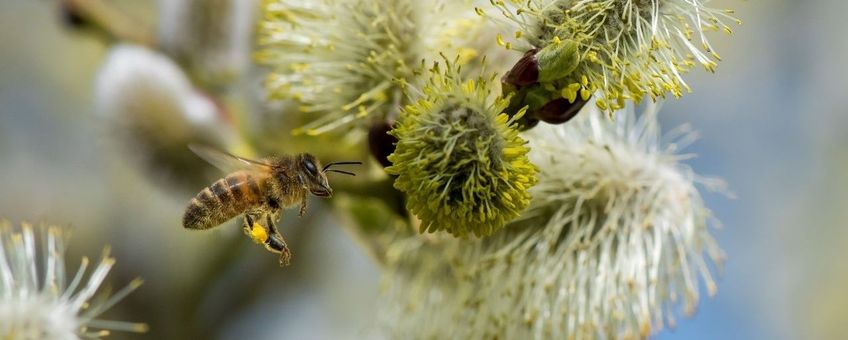 Honingbij met bloeiende wilg