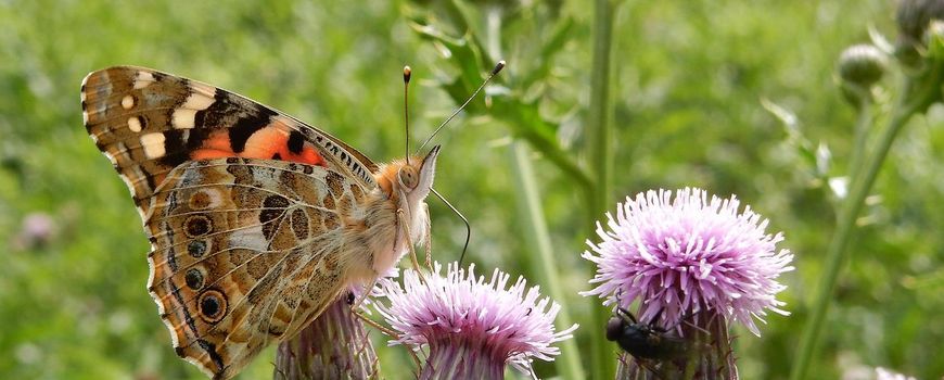 Nature Today |  Wow, do our thistle butterflies fly to South America?