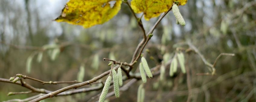 Onrijpe hazelaarkatjes met het laatste blad van het voorgaande jaar