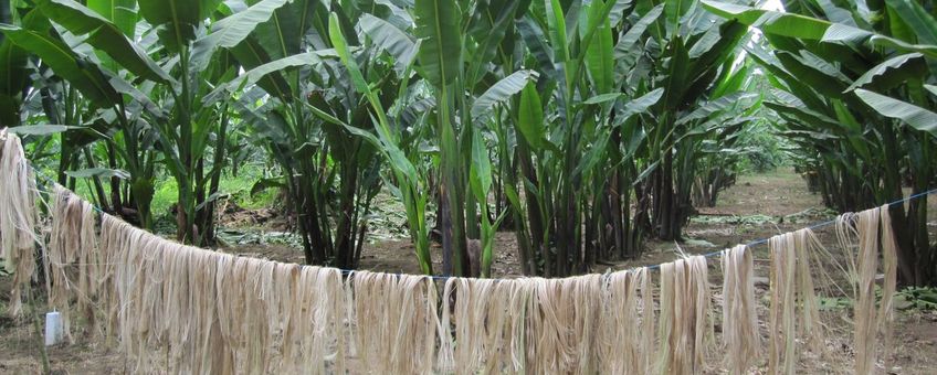 Abacavezel hangt te drogen in een Abaca kwekerij op Costa Rica